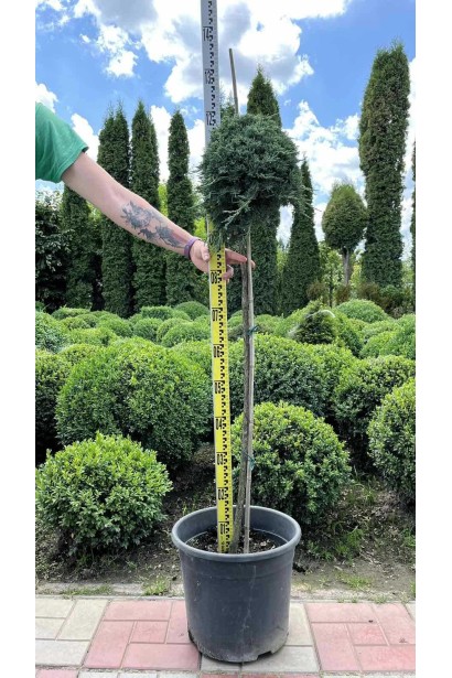 Ялівець горизонтальний Айс Блю / Монбер (ШТАМБ)  20л/вис.105-125см/Ø20-25см/ШТАМБ 100-120см